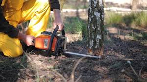 Tree and Shrub Care in Nellis Af, NV